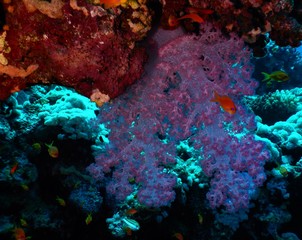 morze czerwone rafa ryba fiolet czerwień nurkowanie podwodne 