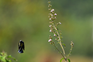 Sunbird in flight