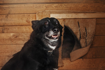 old mixed breed dog posing inside an animal shelter cage
