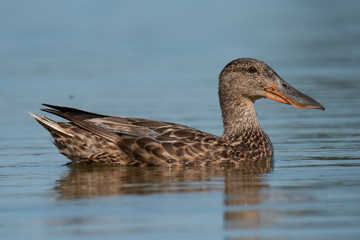 Fototapeta premium Northern shovelers (Anas clypeata), female