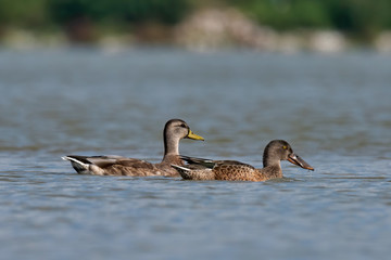 Northern shovelers (Anas clypeata), male, summer