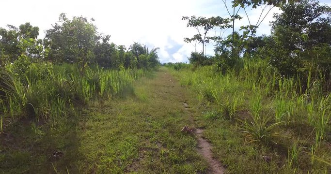 Agricultural Land with Grassy Soil, some Dead Trees and Palm Trees Growing in Pando, Bolivia