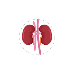 Kidneys colorful vector flat icon