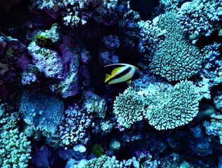 ryba koral morze czerwone niebieski nurkowanie rafa