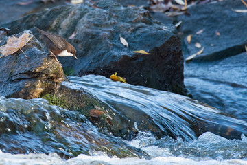 White-throated Dipper (Cinclus cinclus)
