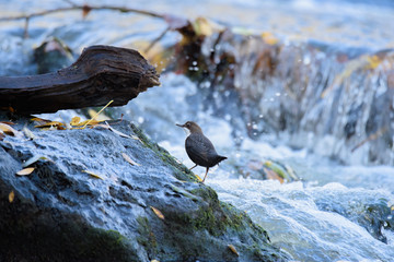 White-throated Dipper (Cinclus cinclus)