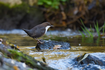 White-throated Dipper (Cinclus cinclus)