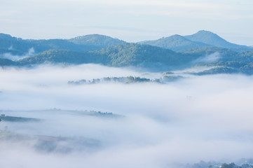 dense fog cover valleys in the mountains with beauty light appear and disappear alternately in the pine forest at sunrise