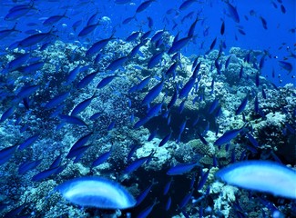 ryba niebieski morze czerwone nurkowanie podwodne rafa koral
