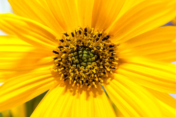 Yellow flower heliopsis close up. Pollen on flower petals. Bright juicy colors. Bright summer photo.