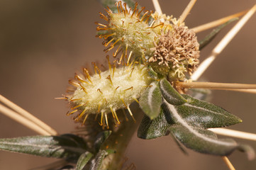 Xanthium spinosum spiny cocklebur prickly burweed and Bathurst burr weed that grows easily on...
