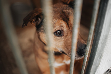 red mixed breed dog close up portrat in a shelter cage