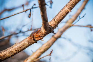 Gum resin on fruit trees, photo from the garden 