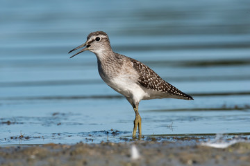 The wood sandpiper (Tringa glareola)