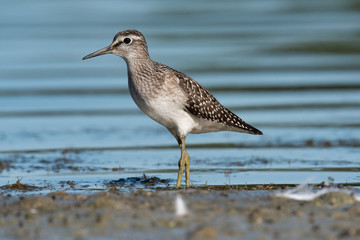 The wood sandpiper (Tringa glareola)