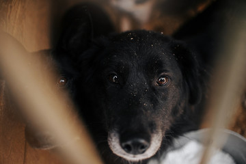 two black mixed breed dogs portrait behind bars in animal shelter