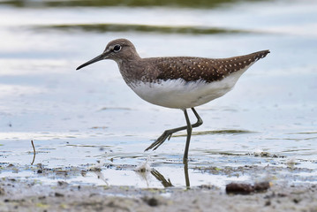The green sandpiper (Tringa ochropus)