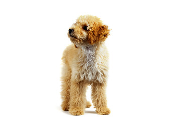 Beige poodle dog on a white background