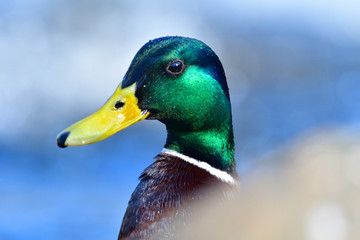 Männliche Stockente in der Spree