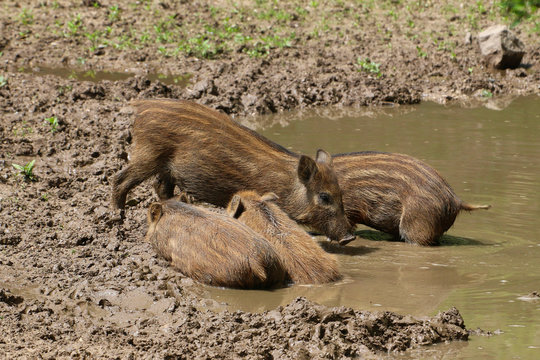  Wildschwein (Sus scrofa) Frischlinge im Wasser