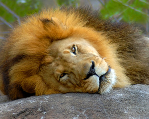 Closeup of Lion and Mane