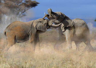 Fototapeta na wymiar Afrikanische Elefant (Loxodonta africana) Jungbullen raufen, Massai Mara, Kenia, Ostafrika
