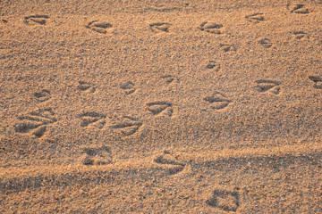 sandy beach at sunrise