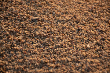 sandy beach at sunrise