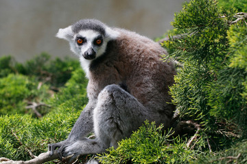 Katta (Lemur catta) sitzt im grünen Busch
