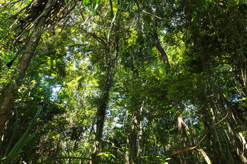 Fototapeta premium The dense jungle looks lush throughout the year and There are hundreds of species of plants squeezing together. Moist Evergreen Forest in Thailand