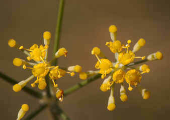 Foeniculum vulgare fennel aromatic flower of pretty yellow flowers in small umbels