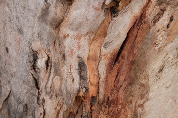 tree bark