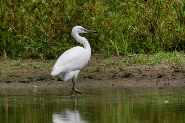 The little egret (Egretta garzetta)