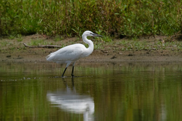 Obraz premium The little egret (Egretta garzetta)