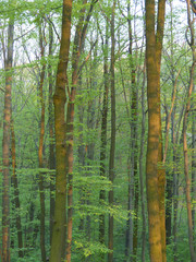 trees in the forest