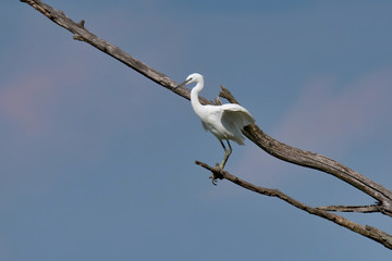The little egret (Egretta garzetta)