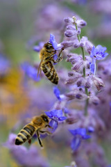 Honigbienen (Apis mellifera) auf blauer Blüte 