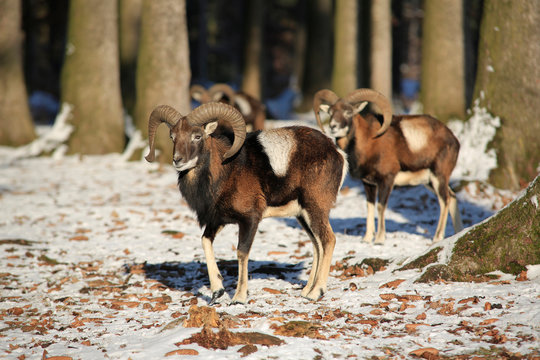 Europ&auml;ische Mufflon (Ovis gmelini musimon) Widder im Wald