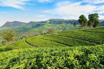 Fototapeta na wymiar Tea Plantation in Sri Lanka 
