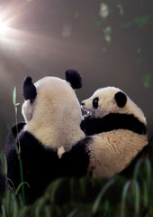 Große Panda (Ailuropoda melanoleuca) Muttertier mit Jungem von hinten, Sonne