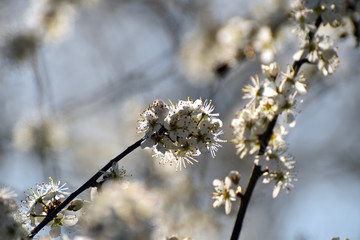 Obstbaumblüte