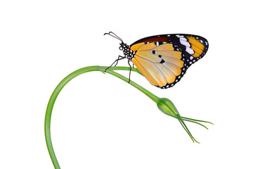 Closeup beautiful butterfly in a summer garden