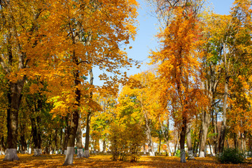 Yellow autumn trees in park in Kiev