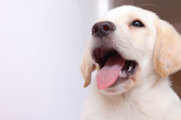 The head and body of the Labrador puppy closely on the White Blackground