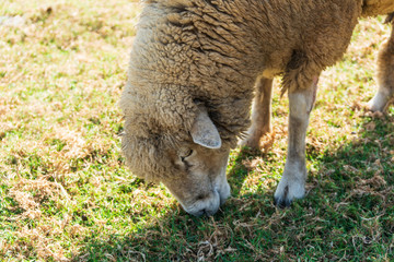 Naklejka na ściany i meble Sheep eating grass on field in sunny day.