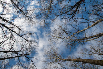 Blue sky and clouds seen through winter trees in the Assiniboine Forest, Winnipeg, Manitoba