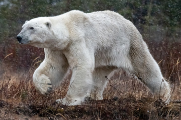 Polar Bear (Ursus maritimus) on the shore of Hudson Bay, Manitoba, Canada