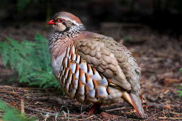 Red-legged male partridge in silhouette on woodland floor