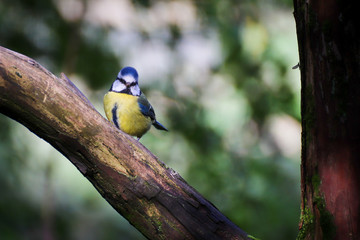 Blue tit male facing the camera perched on a tree with interesting moss growing on the trunk