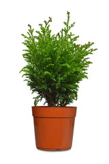 Miniature conifer in flowerpot isolated on white background